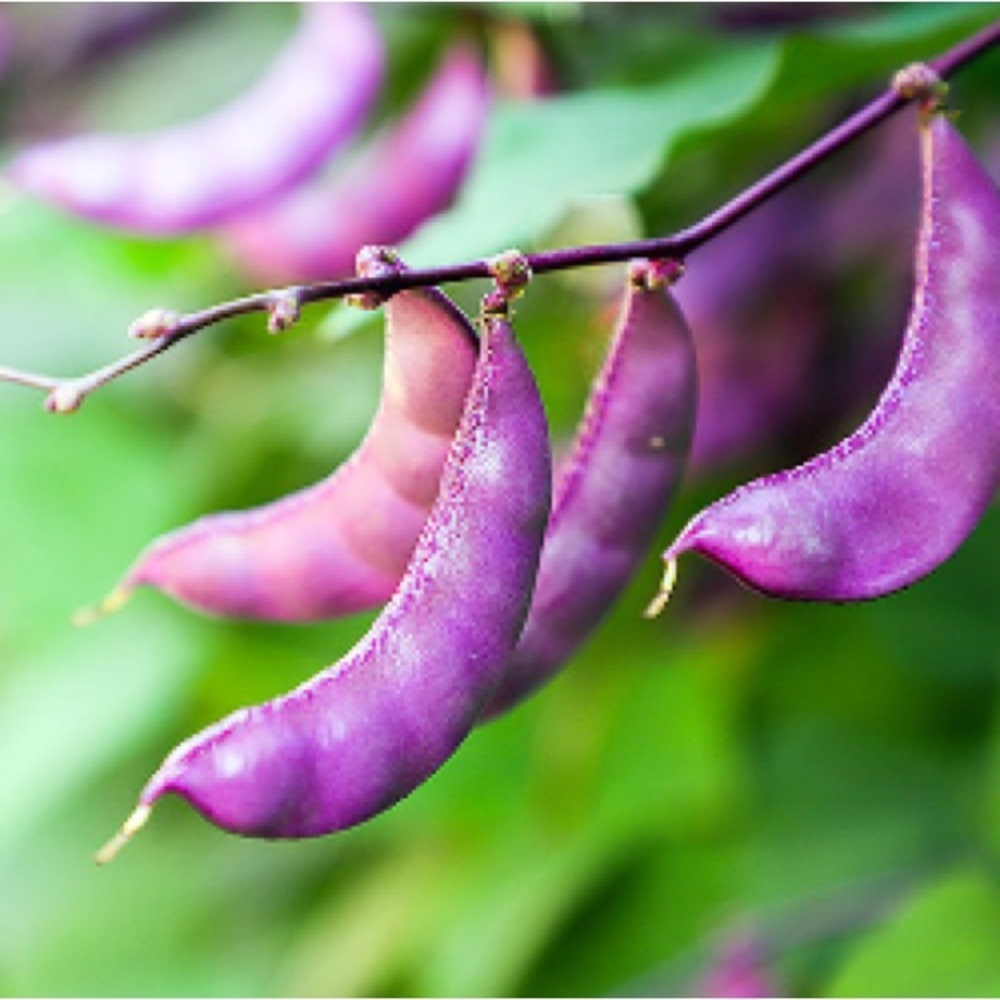 HYACINTH BEAN Vine - 10 seeds - Picture 5 of 5